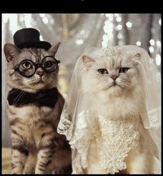 mariage de chat